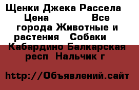 Щенки Джека Рассела › Цена ­ 10 000 - Все города Животные и растения » Собаки   . Кабардино-Балкарская респ.,Нальчик г.